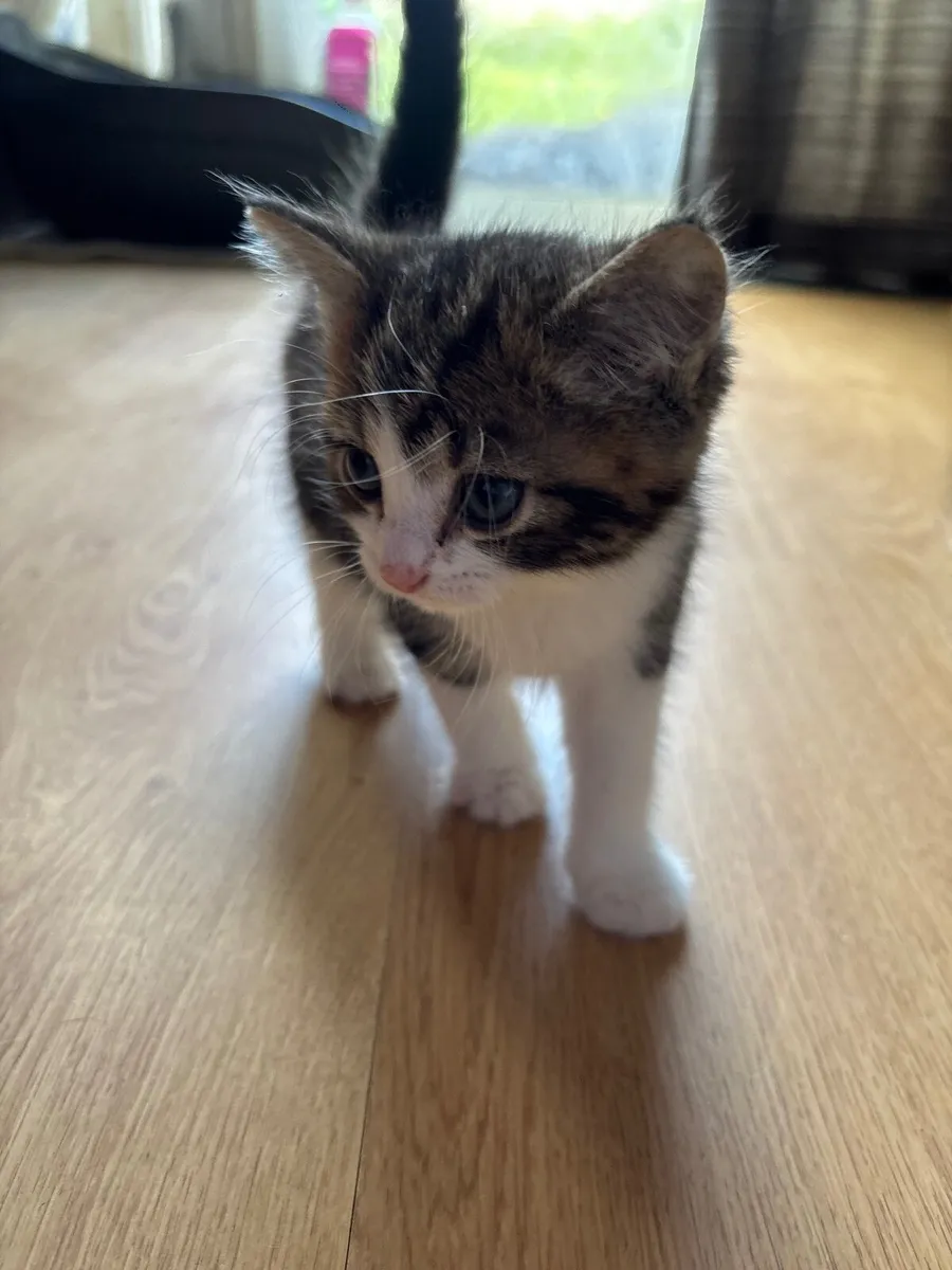 Kittens - Image 4
