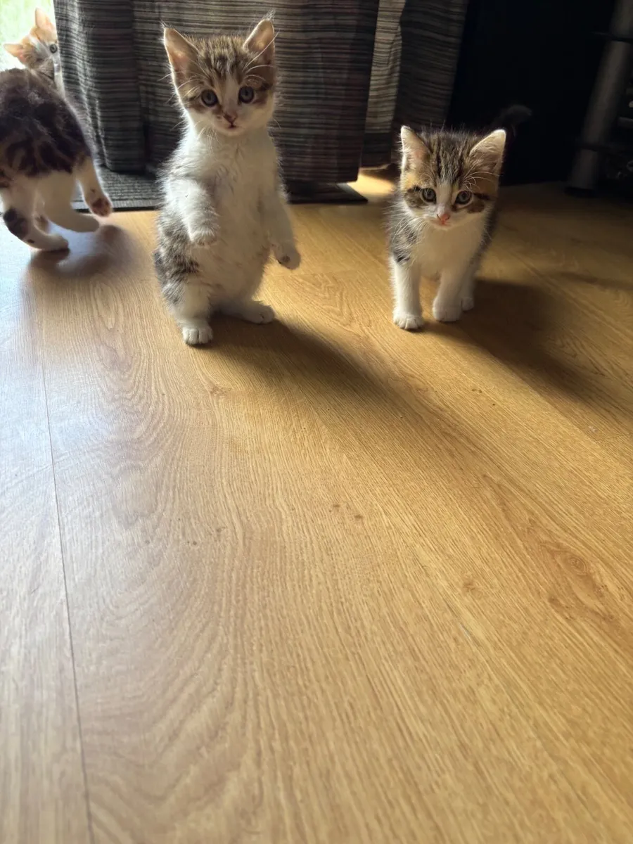 Kittens - Image 2