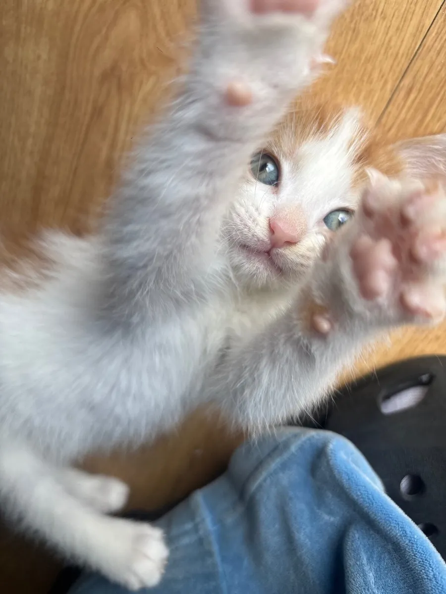 Kittens - Image 1