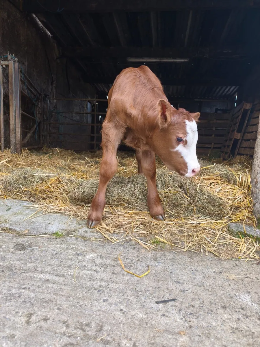 Limousin Calf - Image 1