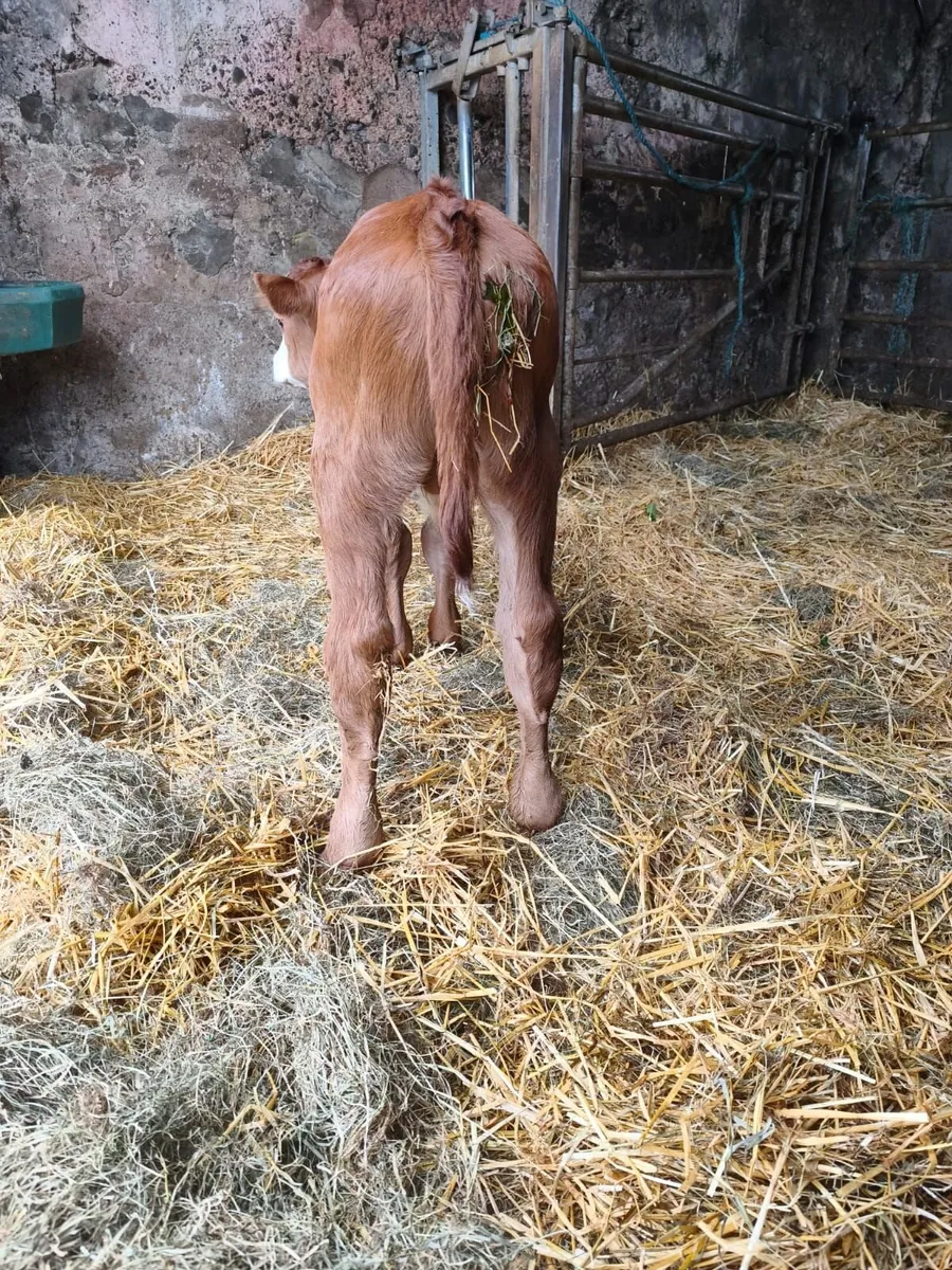 Limousin Calf - Image 2