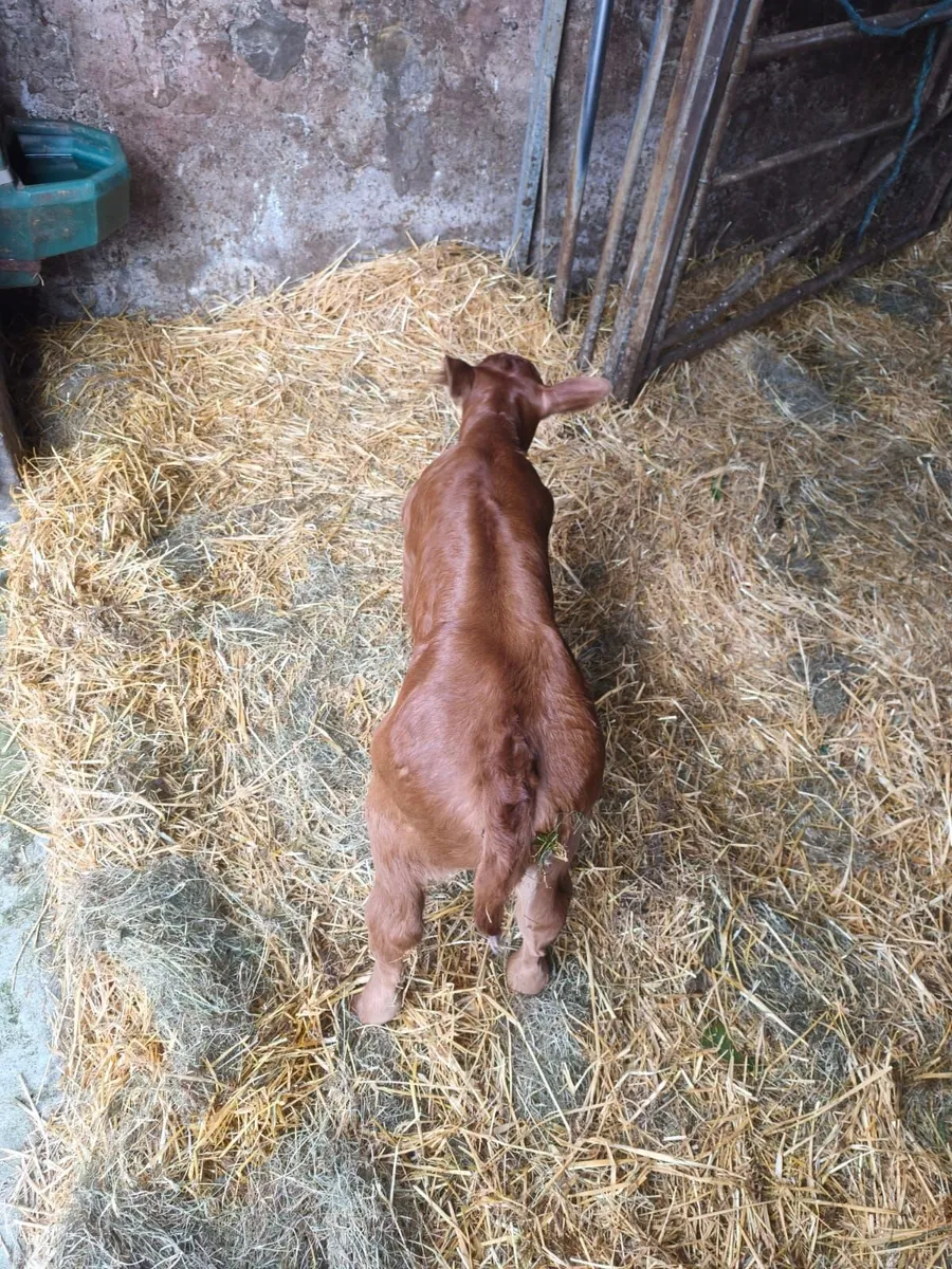 Limousin Calf - Image 3