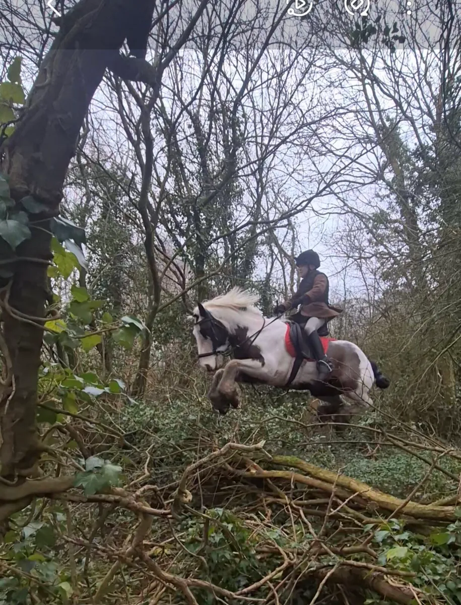Hunting cob - Image 2