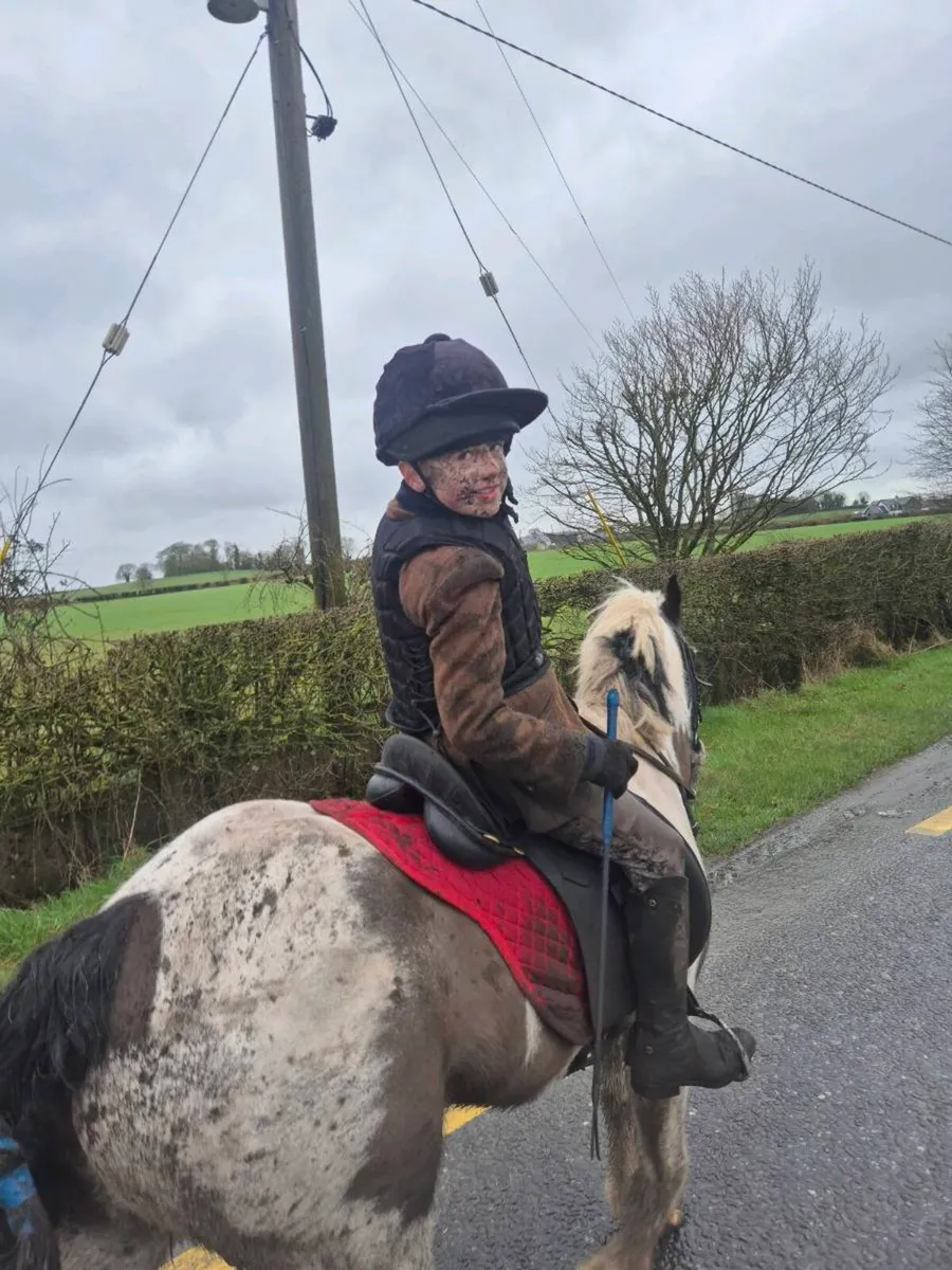 Hunting cob - Image 4