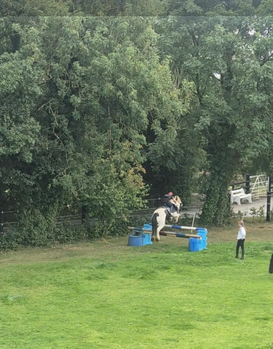 Hunting cob - Image 3