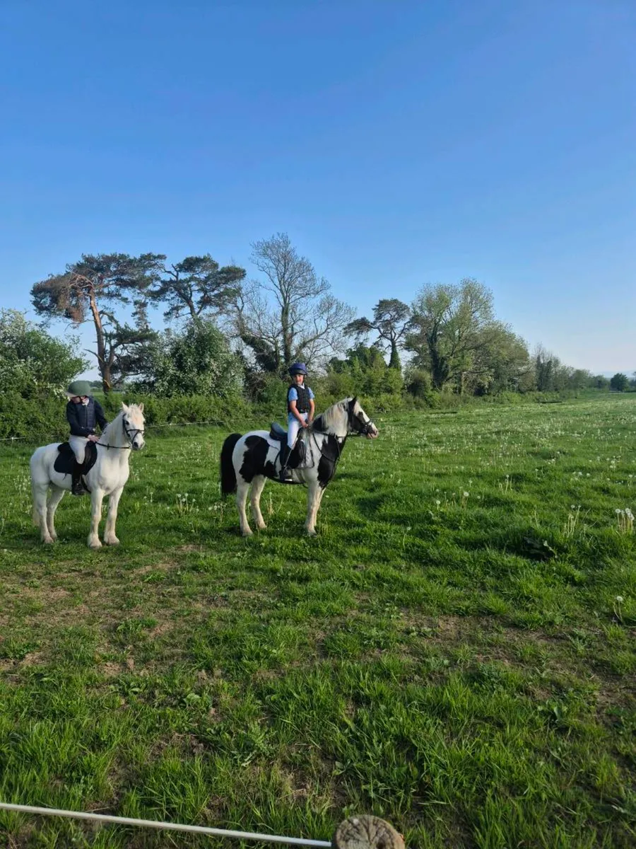 Hunting cob - Image 1