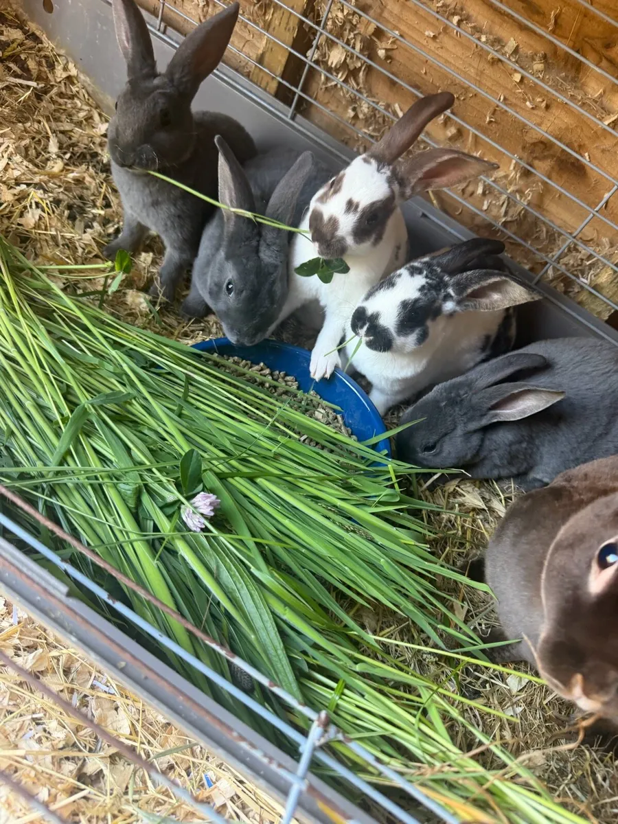 Blue mini Rex female