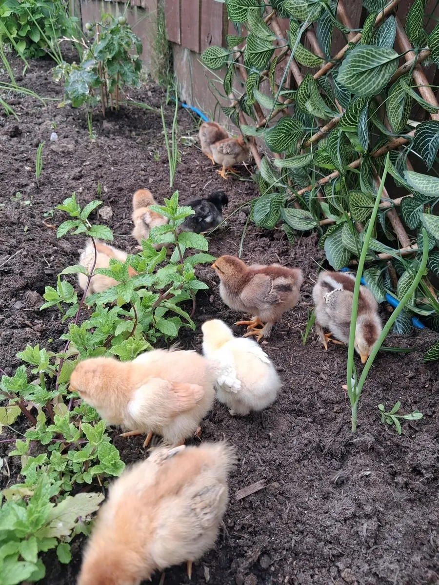 Chicks - Image 1