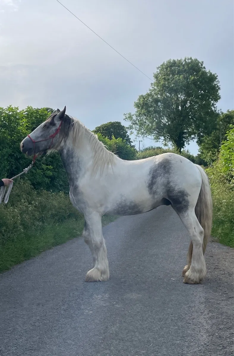 3Yr Old Gelding, 16.3hh - Image 1