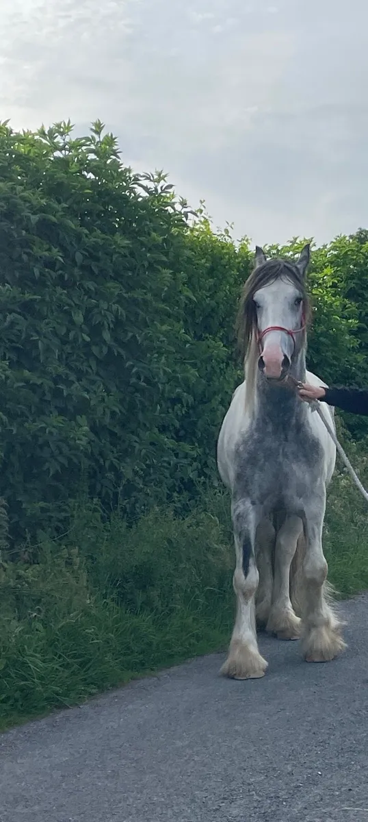 3Yr Old Gelding, 16.3hh - Image 3