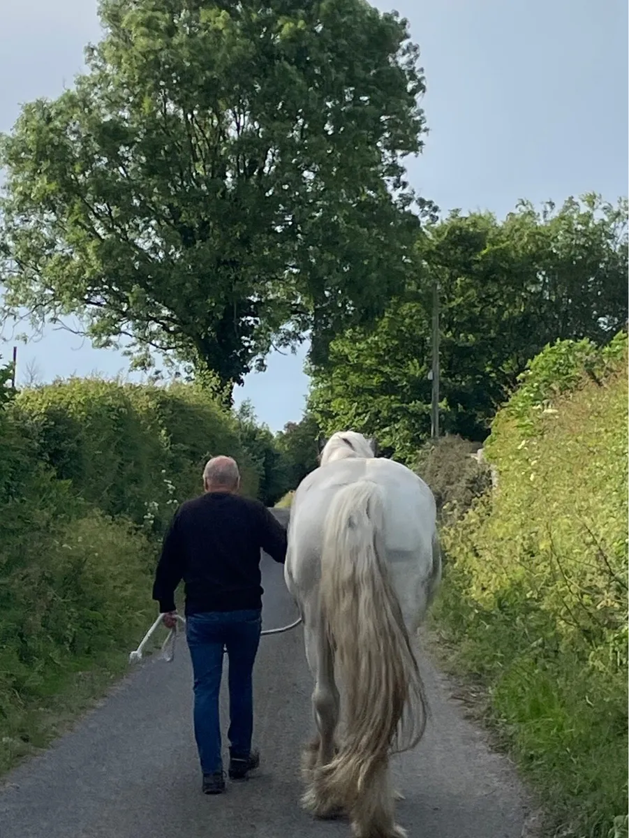 3Yr Old Gelding, 16.3hh - Image 4