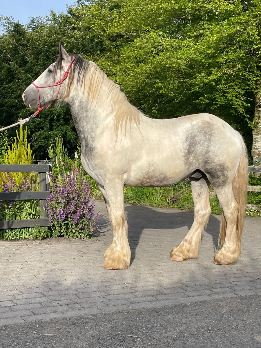 3Yr Old Gelding, 16.3hh - Image 2
