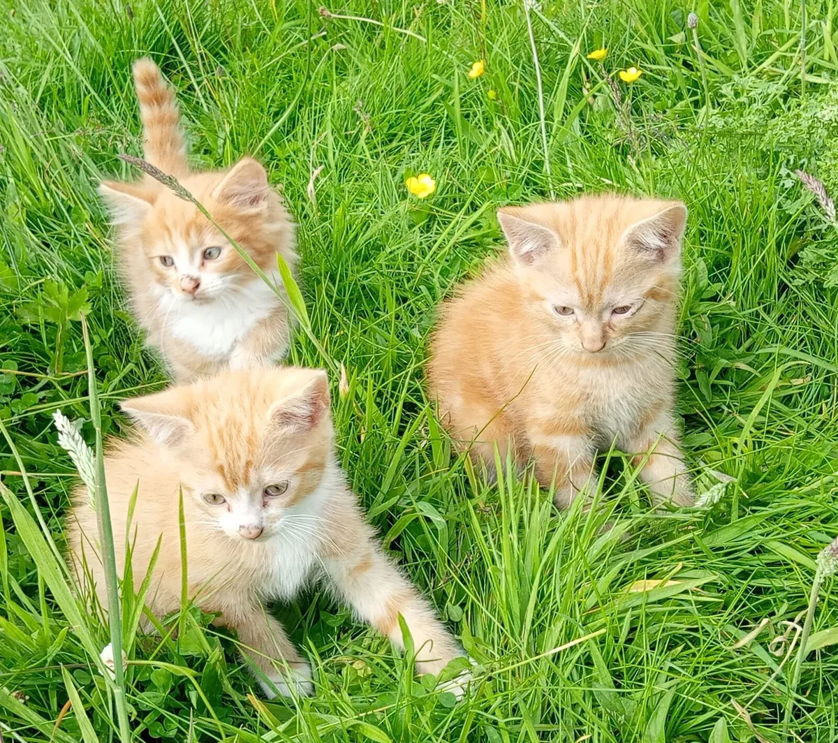 Kittens - Image 4