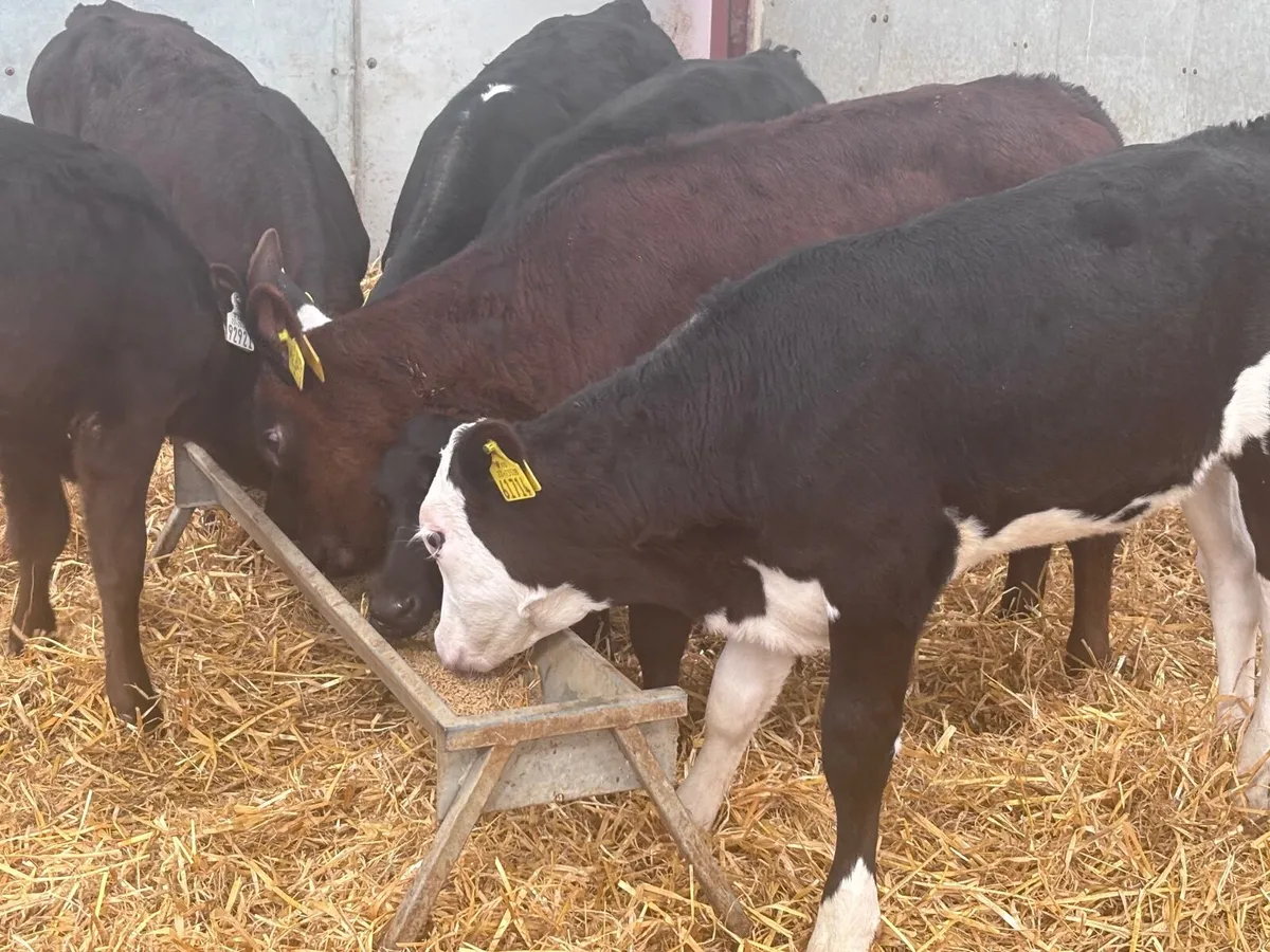 6 reared Hereford & Angus calves for sale - Image 2