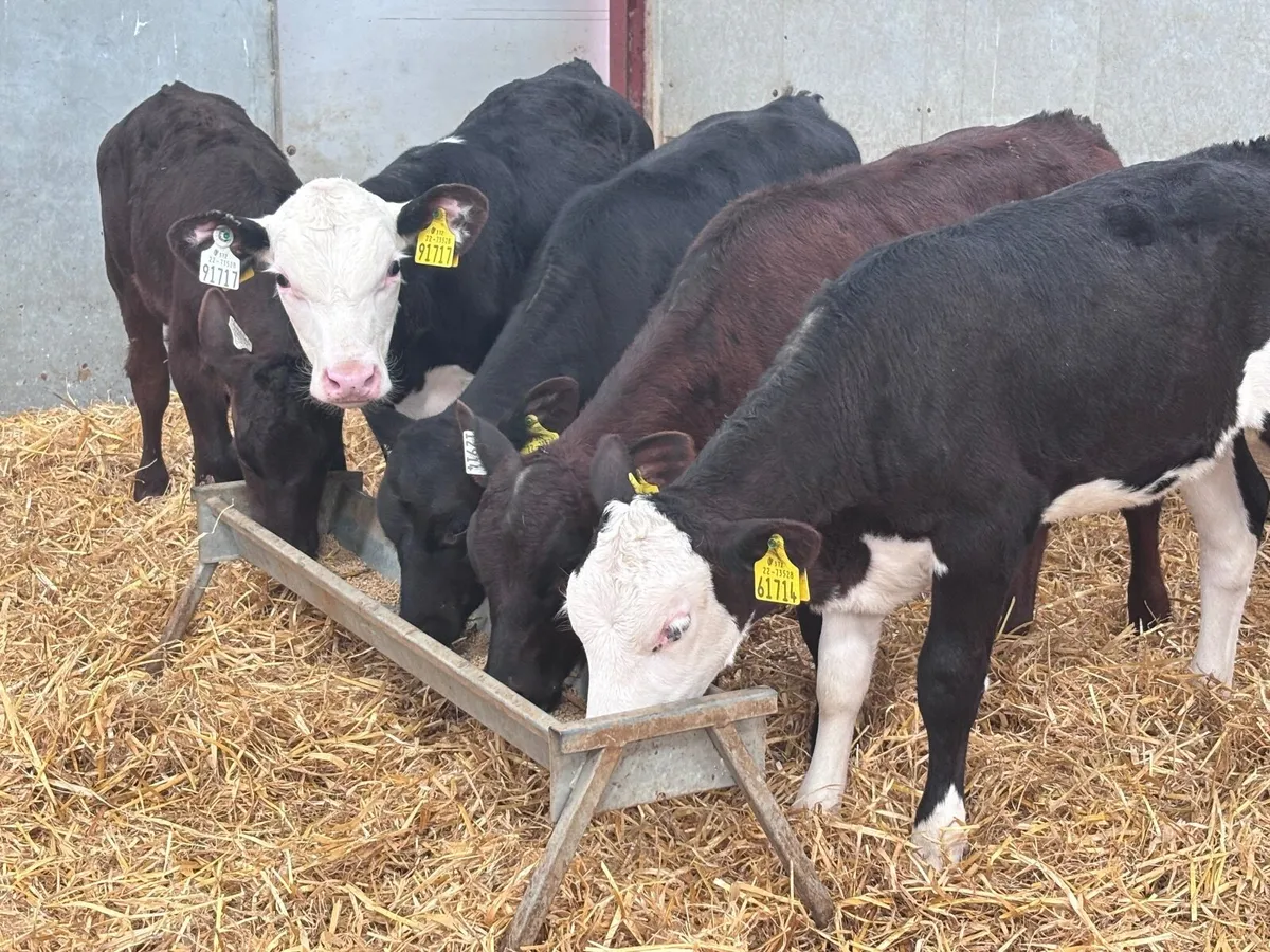 6 reared Hereford & Angus calves for sale - Image 3