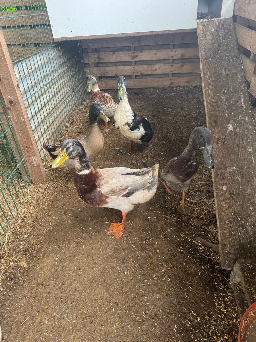 Ducks - Image 1