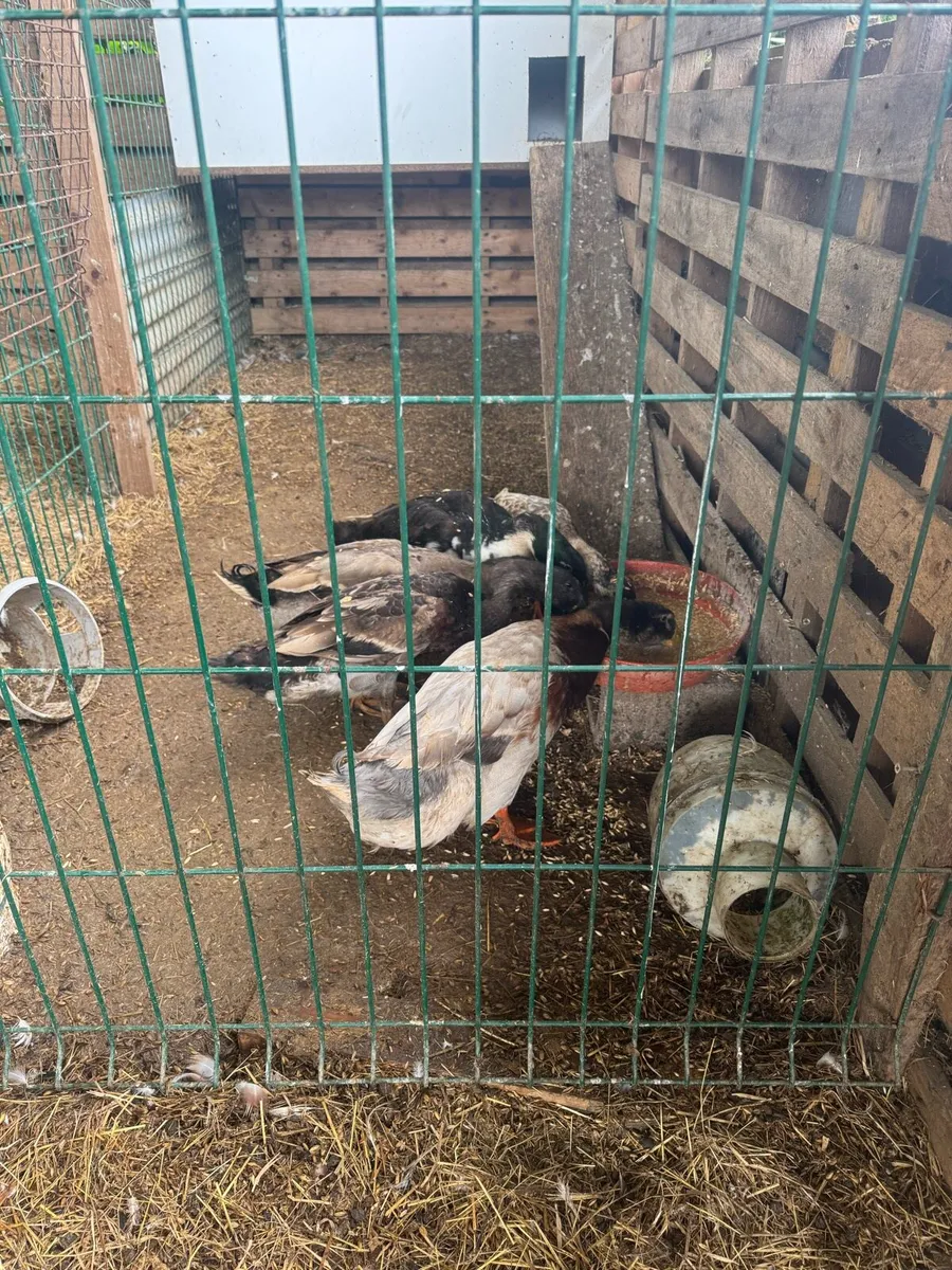 Ducks - Image 2