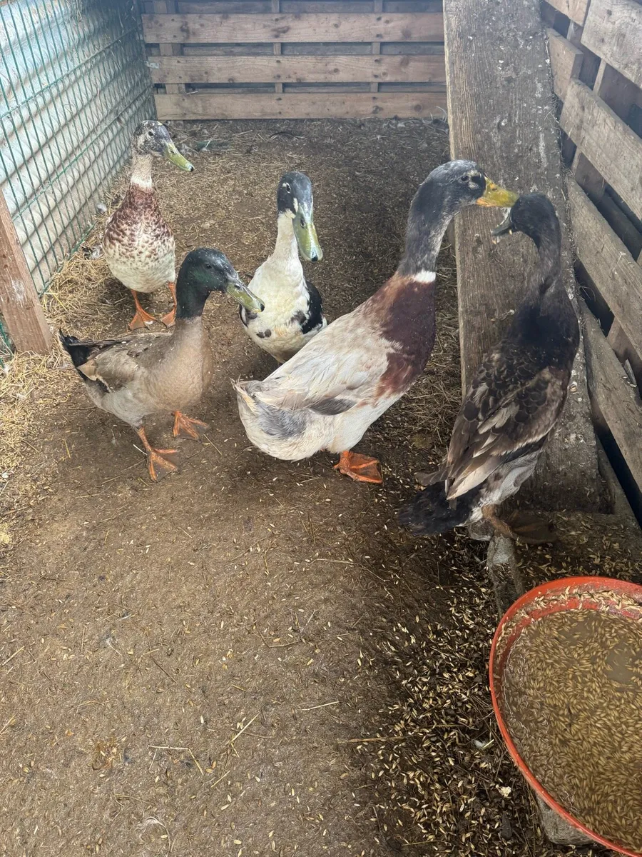 Ducks - Image 3