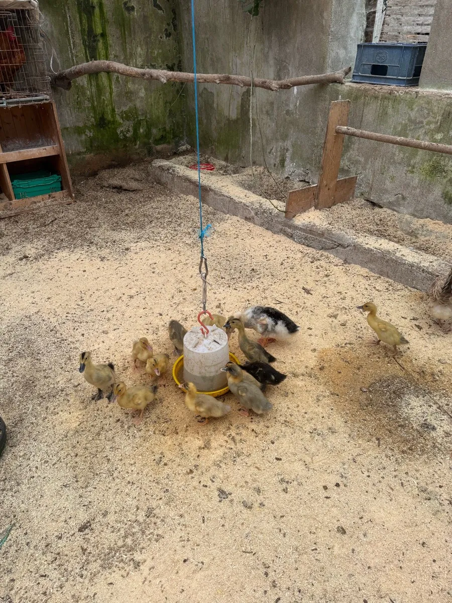 Ducks - Image 4