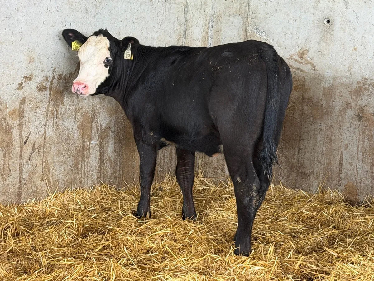 AA Heifer Weanlings - Image 2