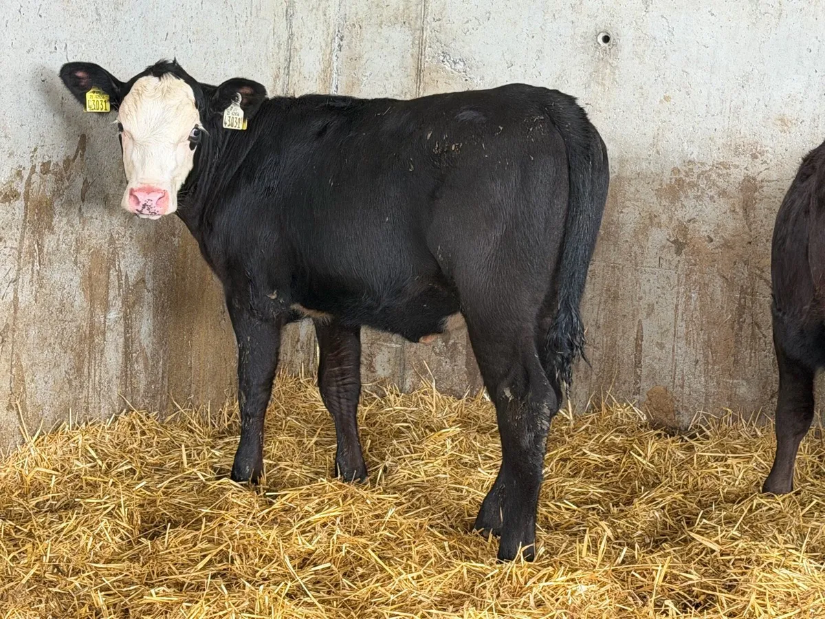 AA Heifer Weanlings - Image 1