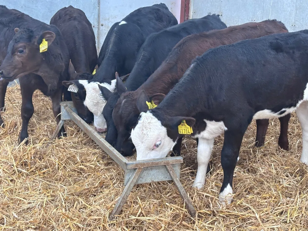 6 reared Hereford & Angus calves for sale - Image 4