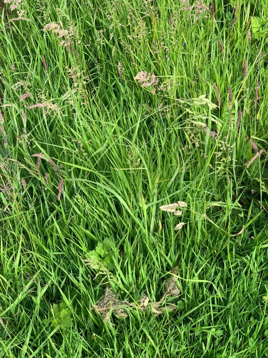 Meadows 33 acres standing meadows