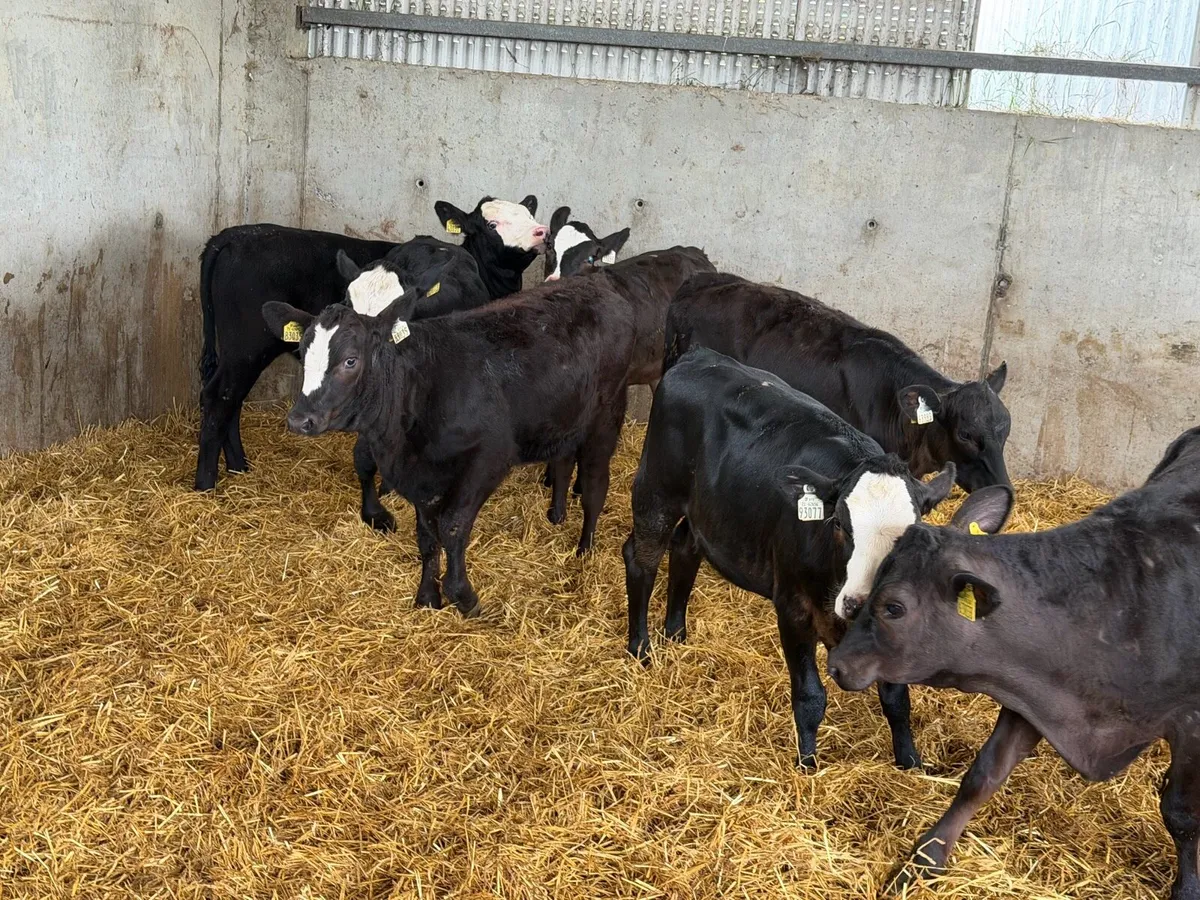 AA Heifer Weanlings - Image 3