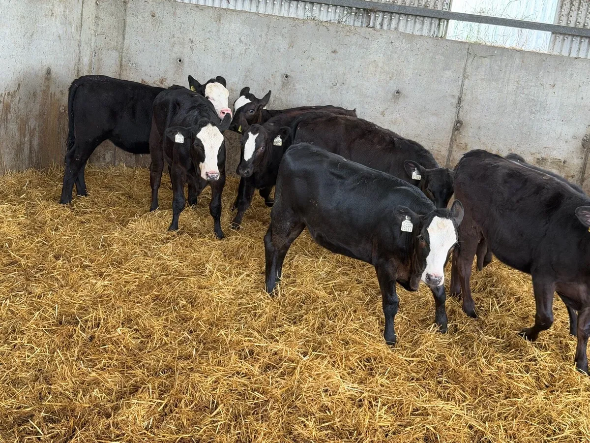 AA Heifer Weanlings - Image 4