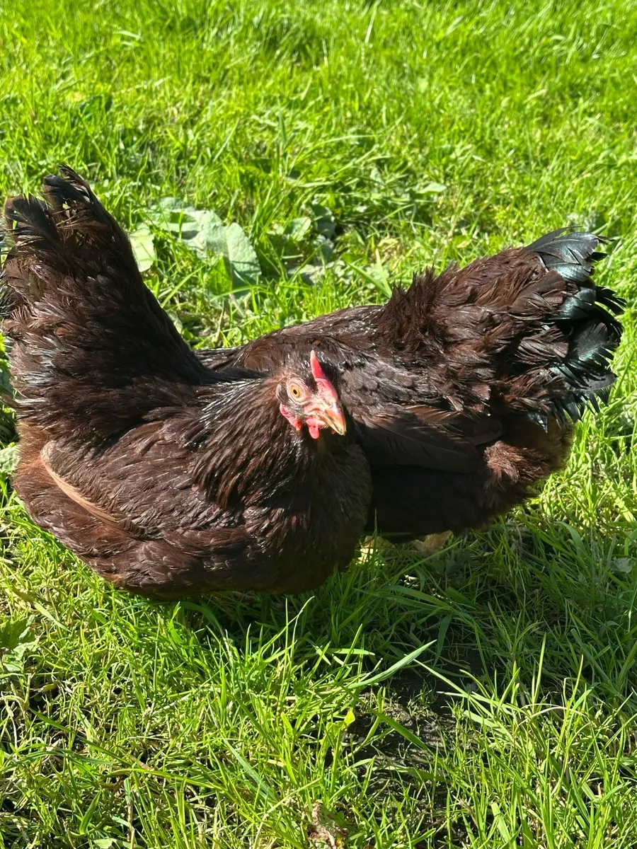 Poultry - Image 2