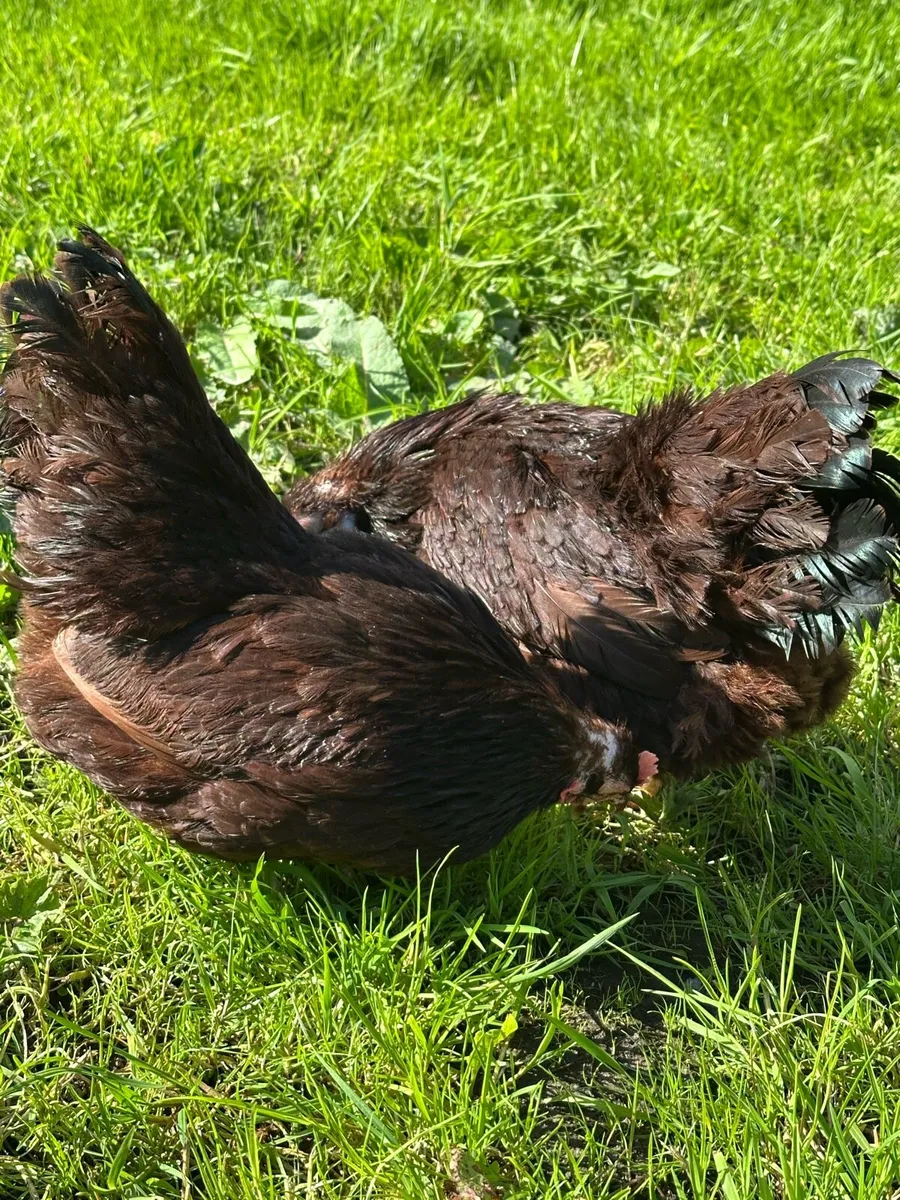 Poultry - Image 3