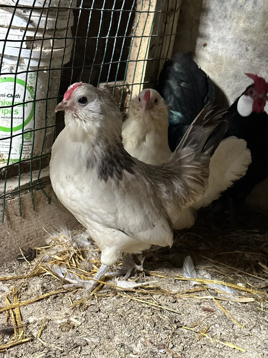 Poultry - Image 4