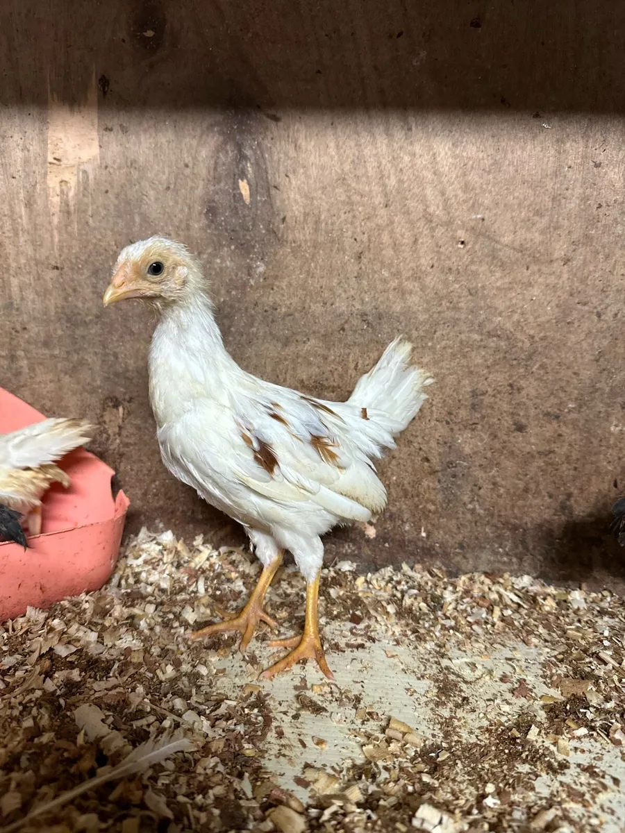 Poultry - Image 4