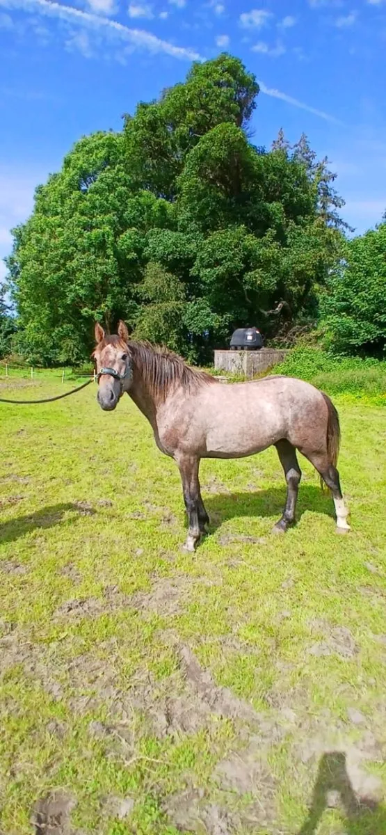 16hh Registered Irish Draught Colt - Image 1