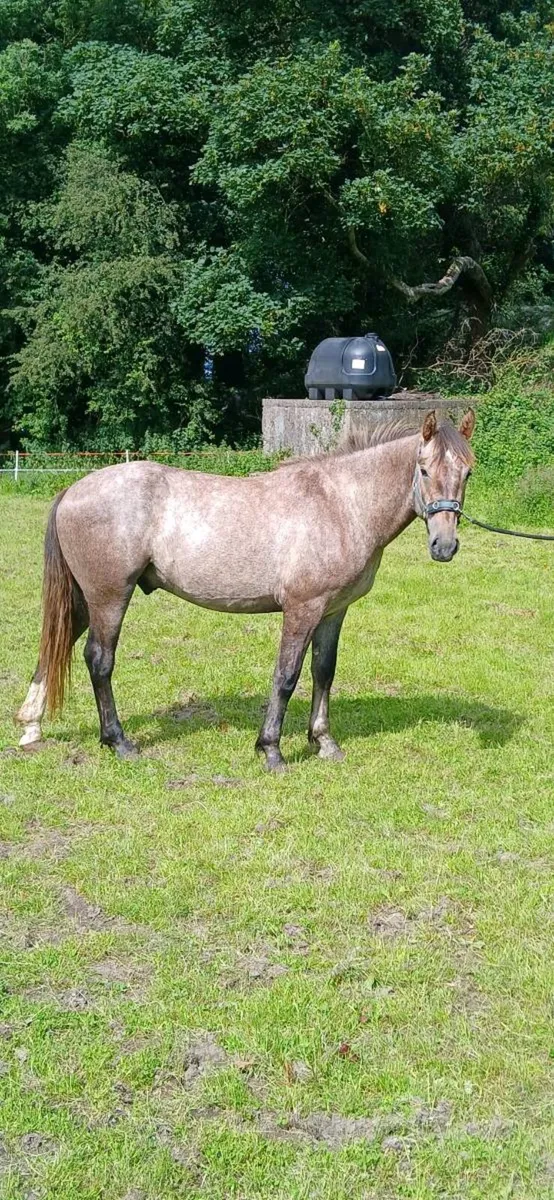16hh Registered Irish Draught Colt - Image 2