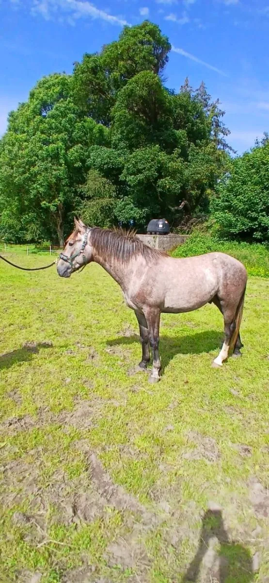 16hh Registered Irish Draught Colt - Image 3