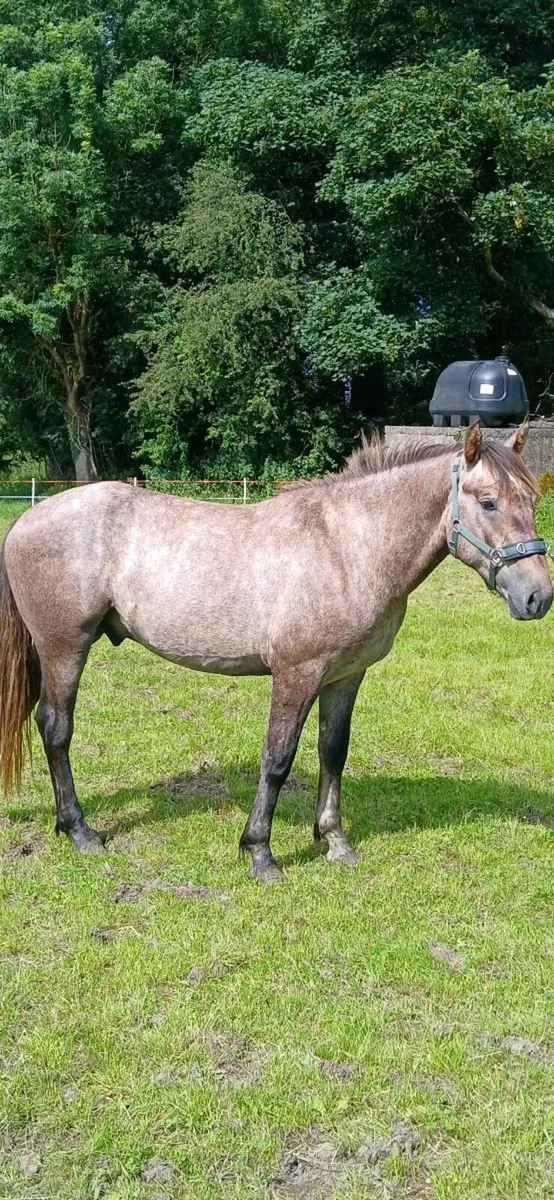 16hh Registered Irish Draught Colt - Image 4