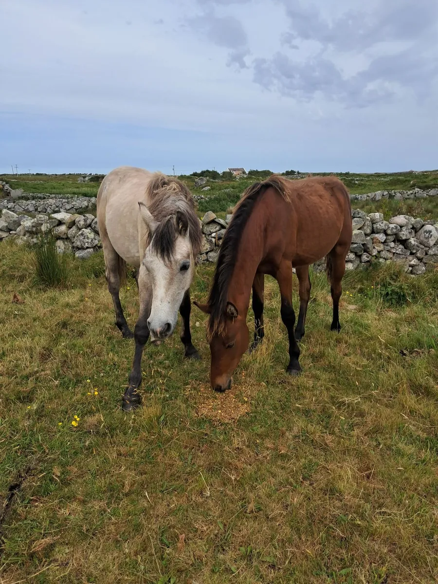 Connemara pony - Image 4