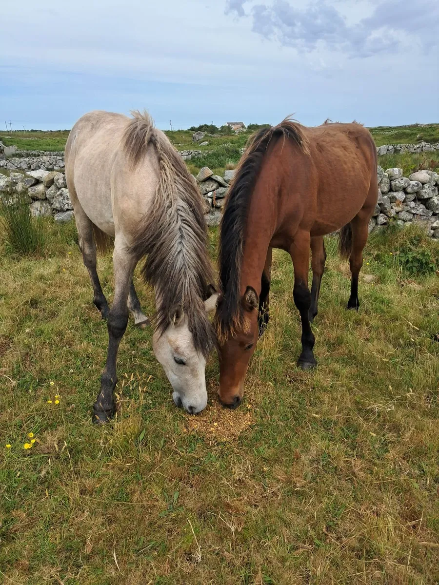 Connemara pony - Image 3