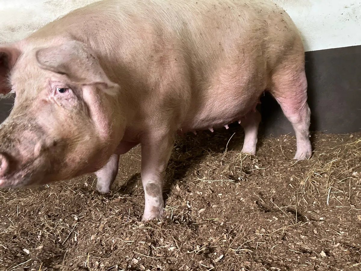 Landrace sow in pig - Image 2