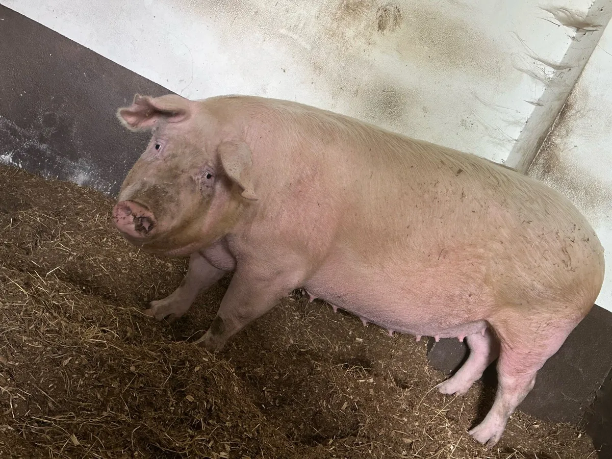 Landrace sow in pig - Image 1