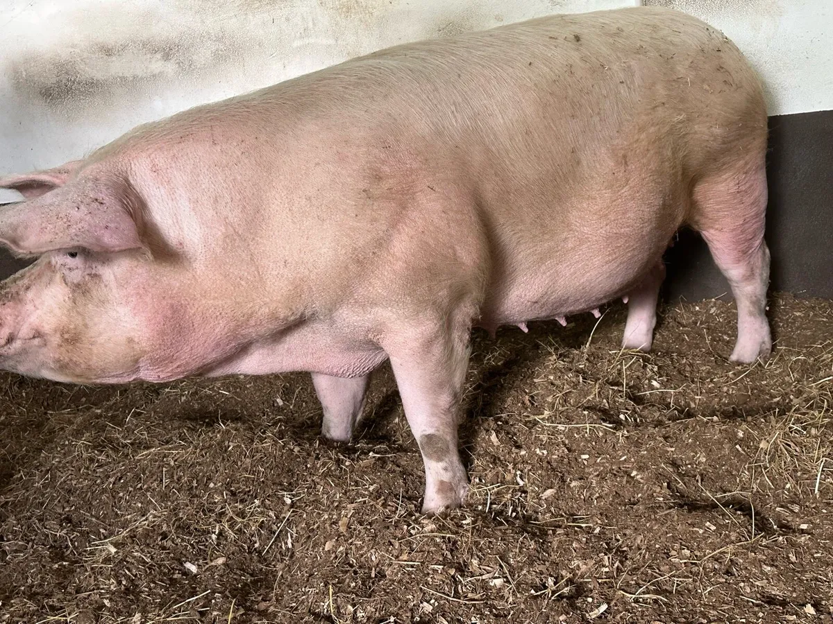Landrace sow in pig - Image 3