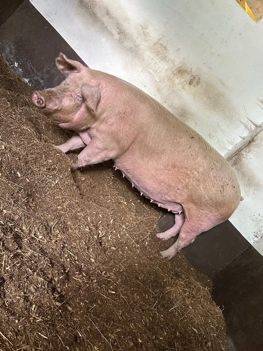 Landrace sow in pig - Image 4