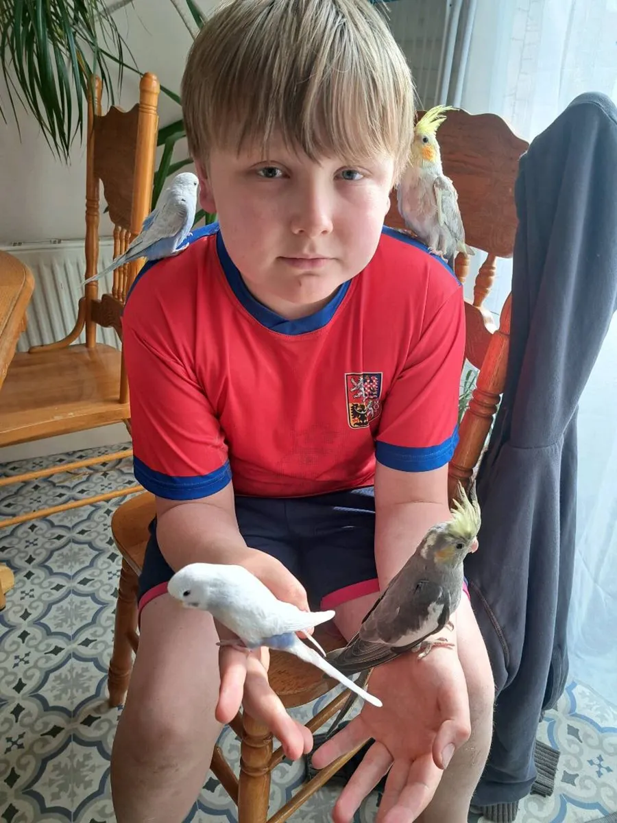 Hand breeding cocktails and budgies - Image 1
