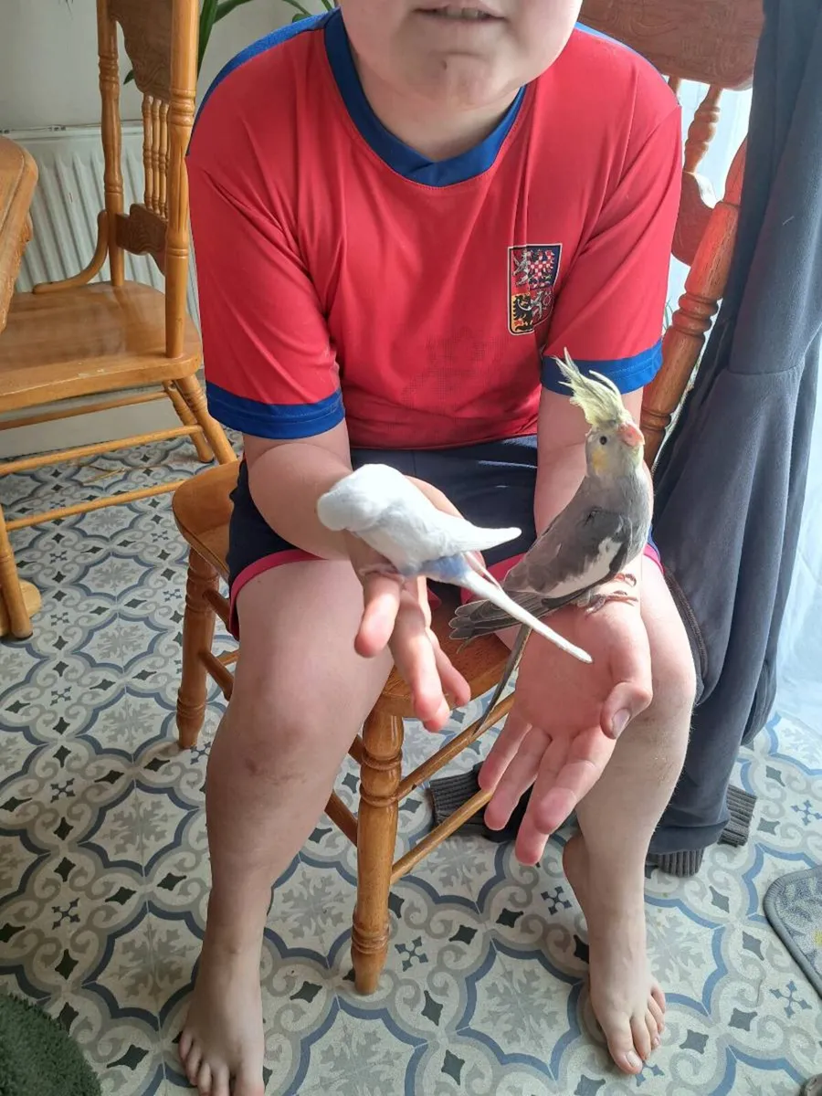 Hand breeding cocktails and budgies - Image 2
