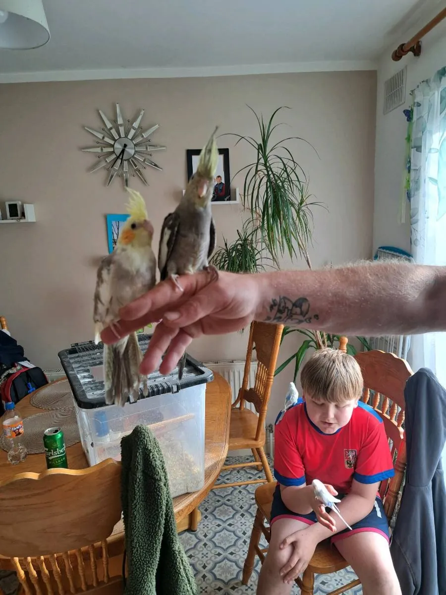 Hand breeding cocktails and budgies - Image 3