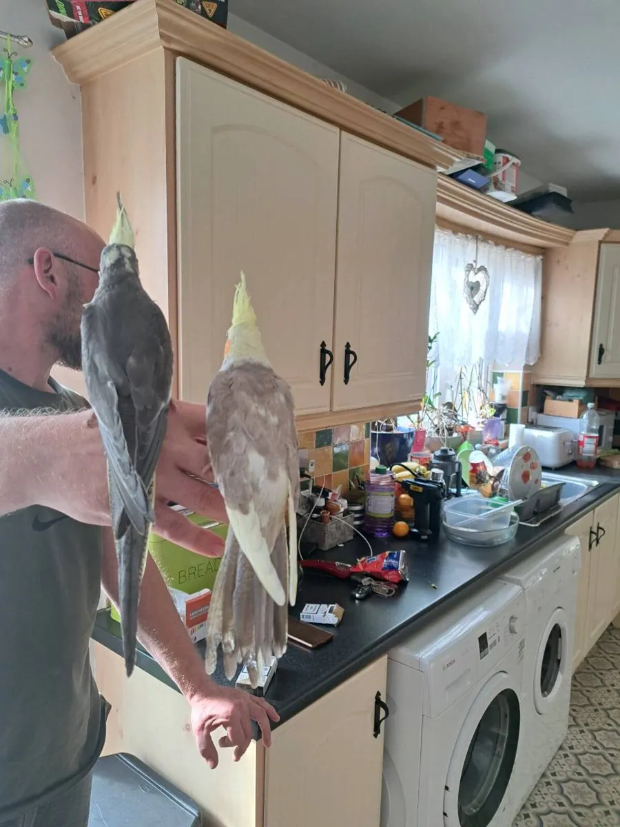 Hand breeding cocktails and budgies - Image 4