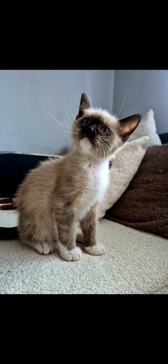 Ragdoll kitten - Image 2