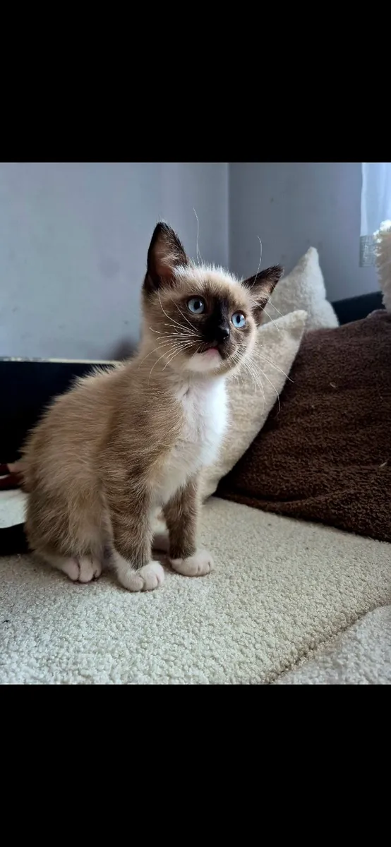 Ragdoll kitten - Image 1