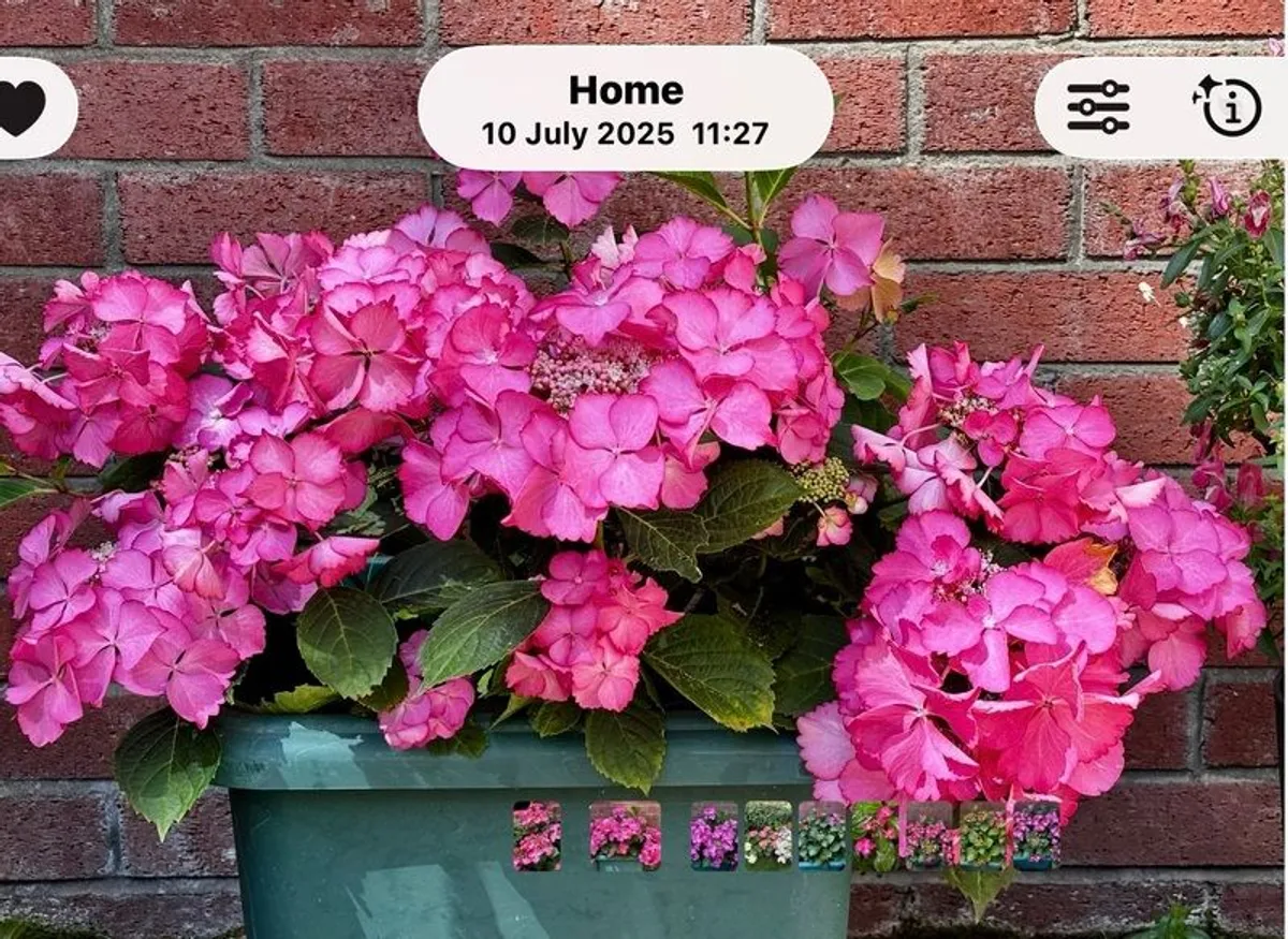 Hydrangea French Can Can doing well in 2nd summer in good pot - Image 2